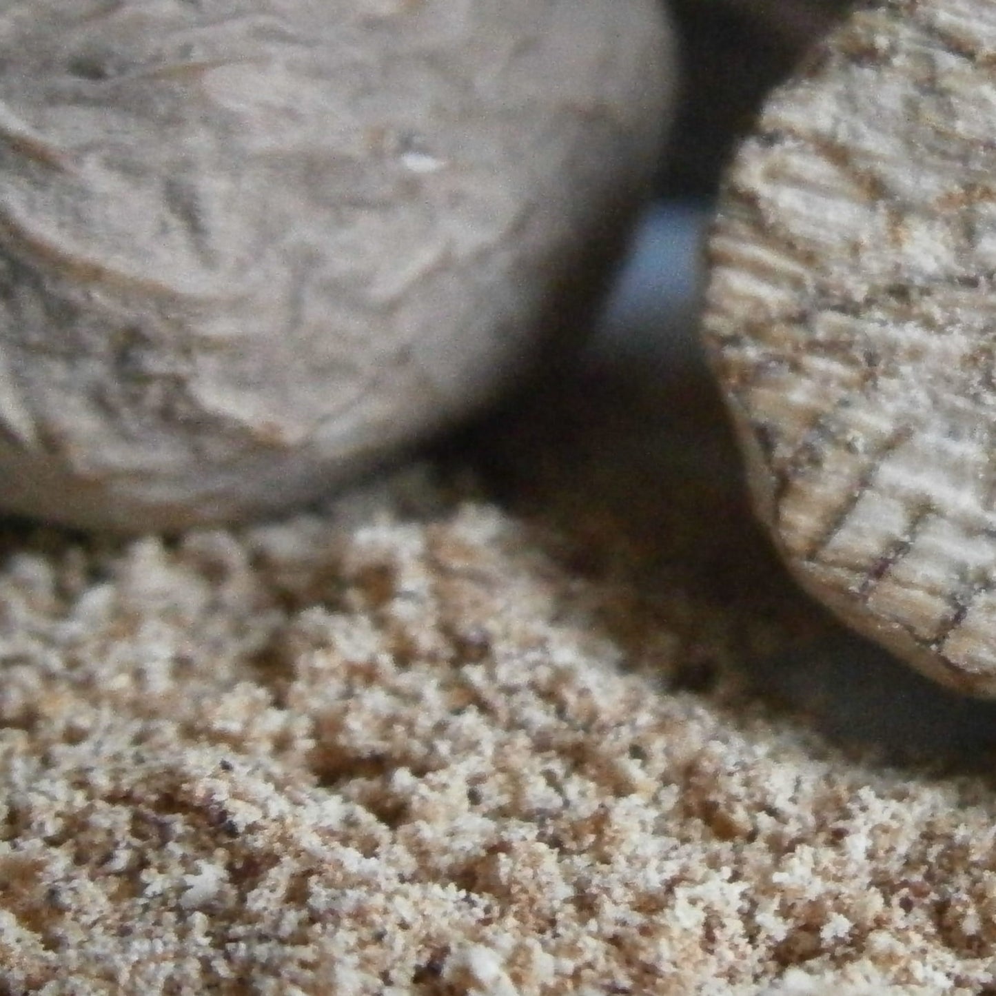 Polvo de nuez moscada (Islas Molucas) - 30 g