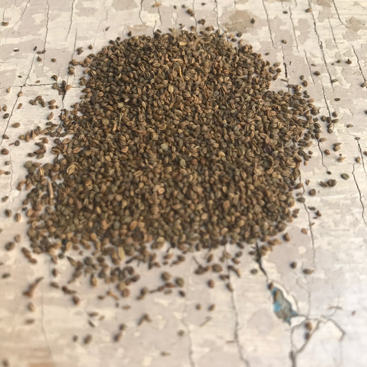 Frutos de apio de montaña – Lovage (Oriente Medio) - 30 g
