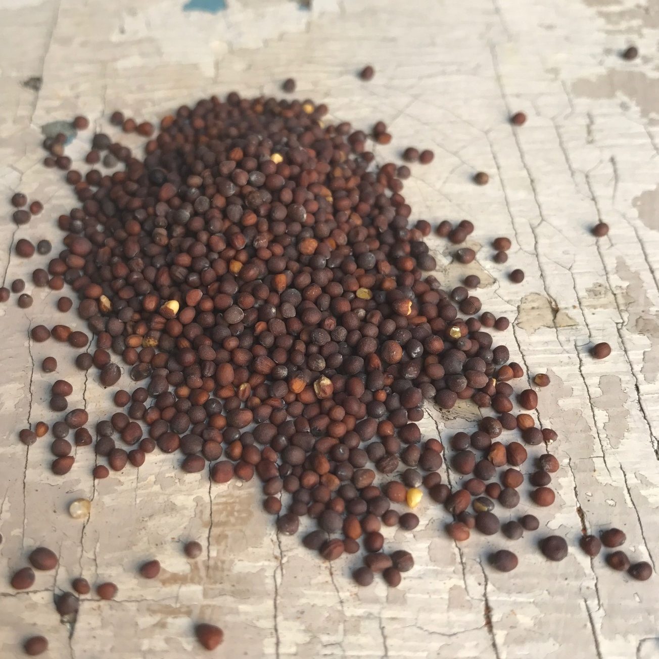 Semillas de mostaza negra (Asia, Europa) - 30 g