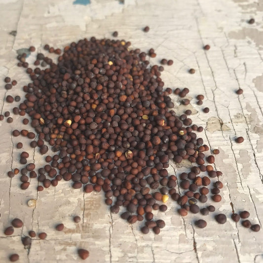 Semillas de mostaza negra (Asia, Europa) - 30 g